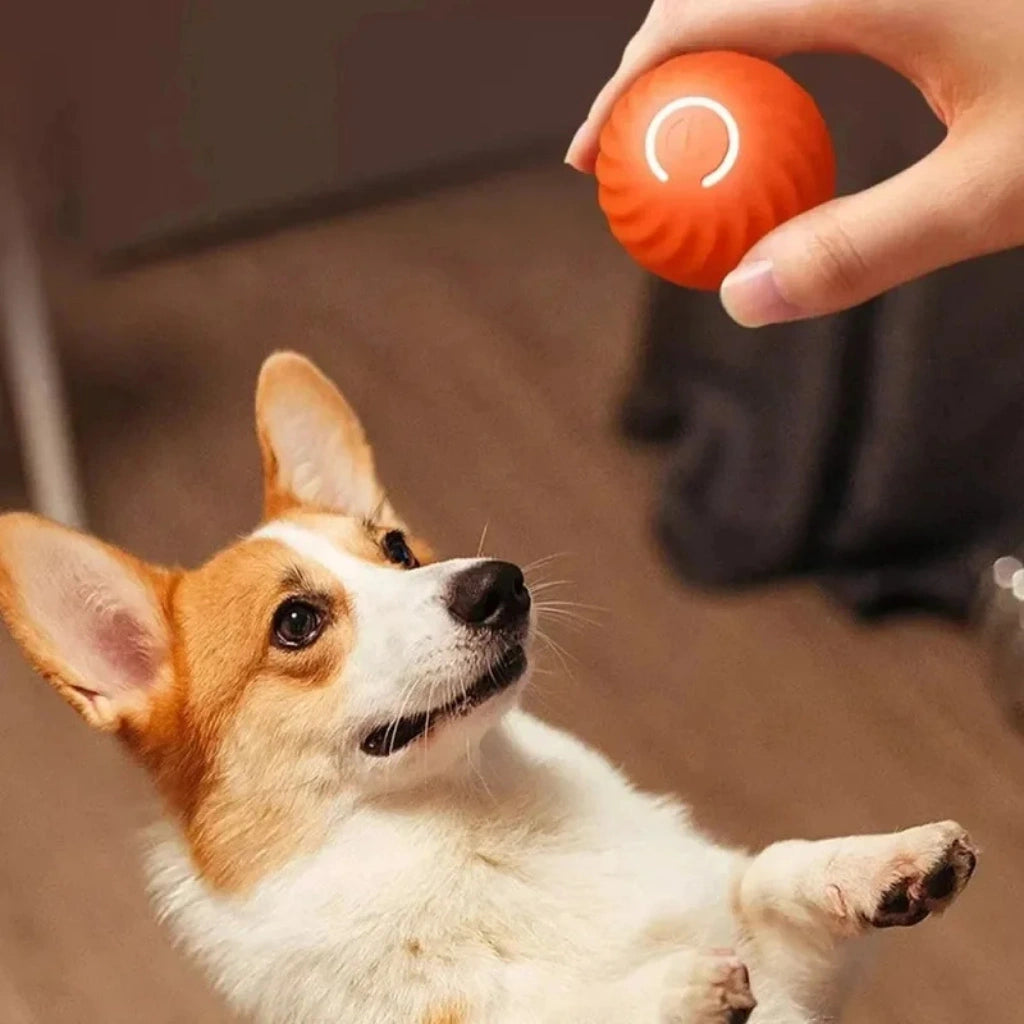 bola-cachorro-laranja-com-luzes