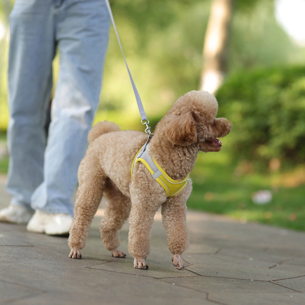 coleira-amarela-para-cachorro-confortavel