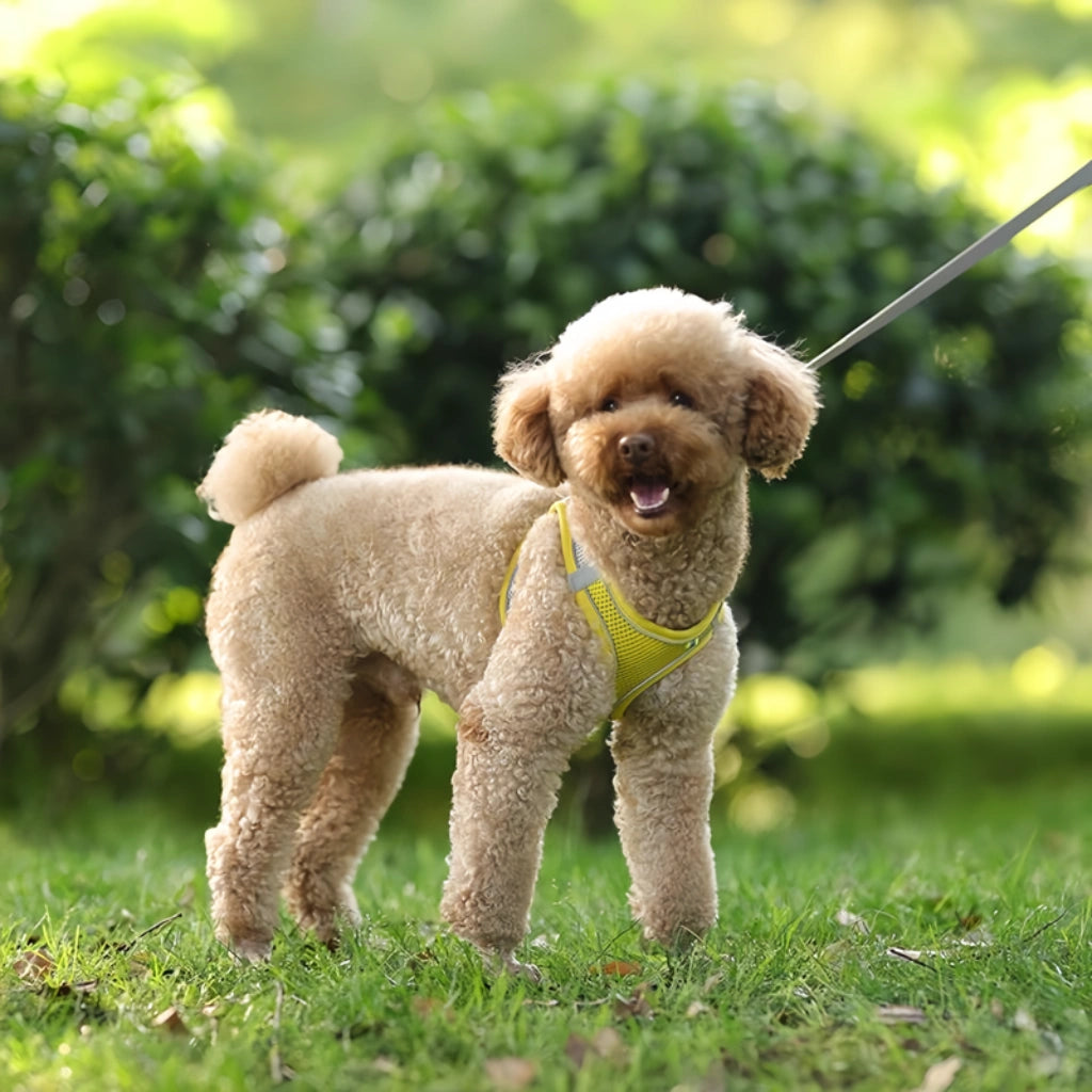 coleira-para-cachorro-como-usar