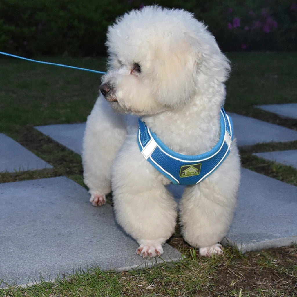 coleira-para-cachorro-pequeno-azul