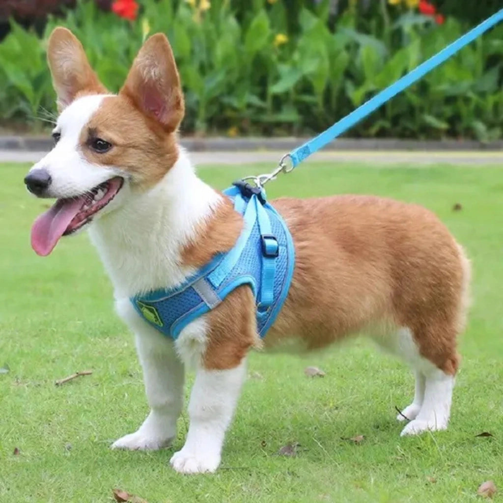 guia-e-coleira-para-cachorro-azul