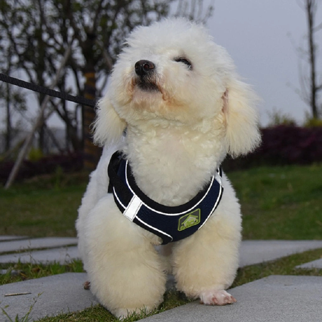 guia-e-coleira-para-cachorro-preto